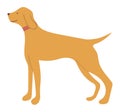 Hunting Dog Pointer Isolated Cartoon Animal Vector