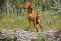 Hunting dog posing outddors