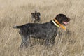 A hunting dog Royalty Free Stock Photo