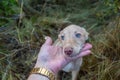 Hunting dog puppy abandoned and sad in the bush