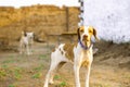 Hunting dog ready to go