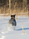 A hunting dog running in the snow Royalty Free Stock Photo
