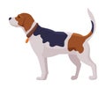 Hunting Dog, Scent Hound Breed Flat Vector Illustration Royalty Free Stock Photo