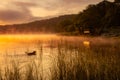 Hunting dog searching for ducks in pond at sunrise Royalty Free Stock Photo