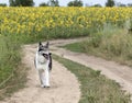 Hunting dog Siberian Laika outdoors walking along a dirt road