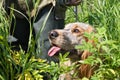 The hunting dog sits at the feet of the hunter with his tongue hanging out Royalty Free Stock Photo