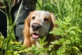 Hunting dog at the feet of a hunter on a bird hunt