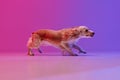 Hunting dog. Studio image of beautiful dog, english cocker spaniel against gradient pink purple background. Royalty Free Stock Photo