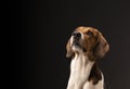Hunting dog in the studio. Royalty Free Stock Photo