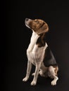 Hunting dog in the studio Royalty Free Stock Photo