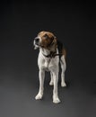 Hunting dog in the studio Royalty Free Stock Photo