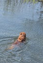 Hunting dog swim to retrieve a duck. Royalty Free Stock Photo