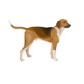 Hunting dog vector Royalty Free Stock Photo