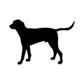 Hunting dog vector Royalty Free Stock Photo