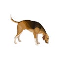 Hunting dog vector Royalty Free Stock Photo