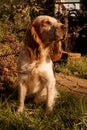 Hunting dog Royalty Free Stock Photo