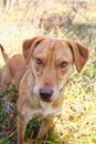 Hunting Dog in the Grass Royalty Free Stock Photo