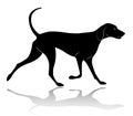 Hunting dog walking silhouette Royalty Free Stock Photo