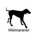 Hunting dog Weimaraner vector silhouette illustration isolated on white Royalty Free Stock Photo