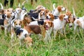 Hunting dogs, hunter hounds, beagle dogs, beagle hounds waiting for hunt Royalty Free Stock Photo