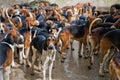 Hunting dogs kennel in Chateau Cheverny, France