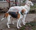 Hunting dogs on a leash svorka - Russian Borzoi and Russian piebald hound Royalty Free Stock Photo