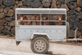 Hunting dogs in transportation cage, hounds in carriage