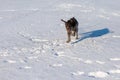 Hunting Drathaar in winter, German dog is taking a trail