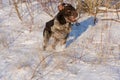 Hunting Drathaar in winter, German dog is taking a trail