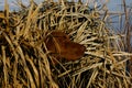 Hunting Duck Dog in Blind Royalty Free Stock Photo