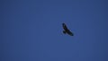 Hunting eagle flies high in the sky, telephoto lens shot