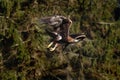 Hunting eagle. Golden eagle, Aquila chrysaetos, flying over meadow in forest. Bird of prey in flight with widely spread wings. Royalty Free Stock Photo