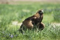 A hunting eagle, summer time, western Mongolia.