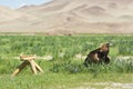 A hunting eagle, summer time, western Mongolia.