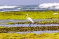 Hunting Egret