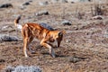 Hunting ethiopian wolf, Canis simensis, Ethiopia