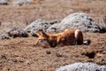 Hunting ethiopian wolf, Canis simensis, Ethiopia