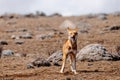 Hunting ethiopian wolf, Canis simensis, Ethiopia