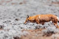 Hunting ethiopian wolf, Canis simensis, Ethiopia