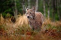 Hunting Eurasian Lynx in green forest