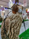 Hunting falcon with leather hood. Beautiful trained Peregrine falcon with mask. Predator with a leather cap on his head. Falco, Royalty Free Stock Photo