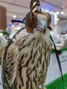 Hunting falcon with leather hood. Beautiful trained Peregrine falcon with mask. Predator with a leather cap on his head. Falco,