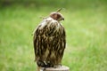 Hunting falcon with leather hood close up Royalty Free Stock Photo