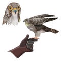 Hunting falcon vector Royalty Free Stock Photo