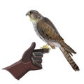 Hunting falcon vector