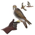 Hunting falcon vector