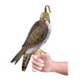 Hunting falcon vector Royalty Free Stock Photo