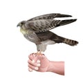 Hunting falcon vector Royalty Free Stock Photo