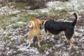 Hunting female dog bite Basenji male dog on the the neck while playing outdoors