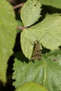 A hunting female Scorpion Fly, Panorpa communis, perching on a leaf at the edge of woodland.